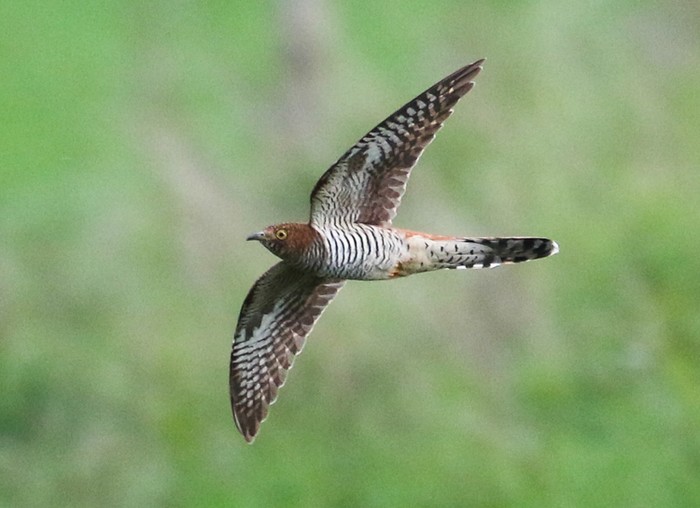 Cuckoo