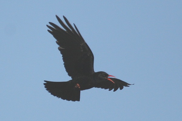 Chough