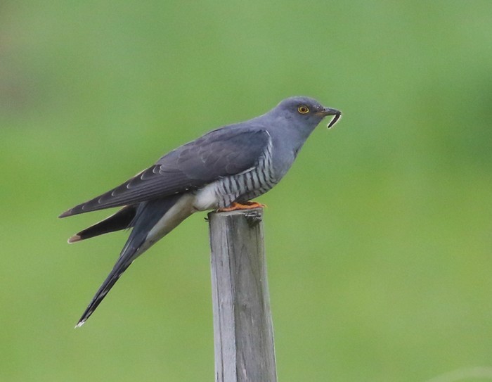 Cuckoo