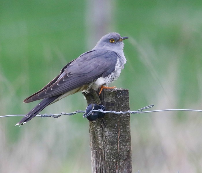 Cuckoo