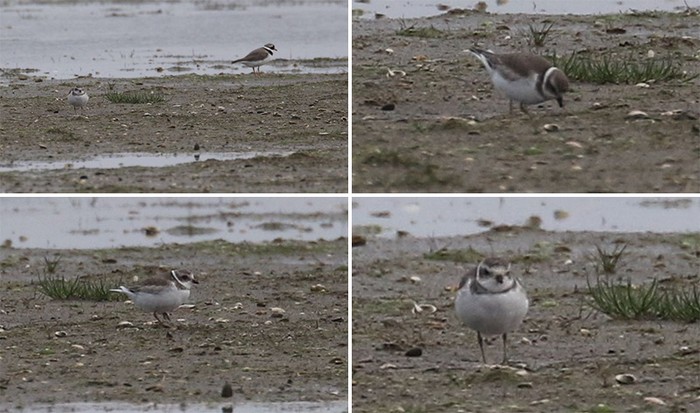 Semipalmated Plover