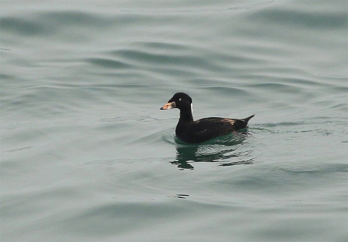 Surf Scoter