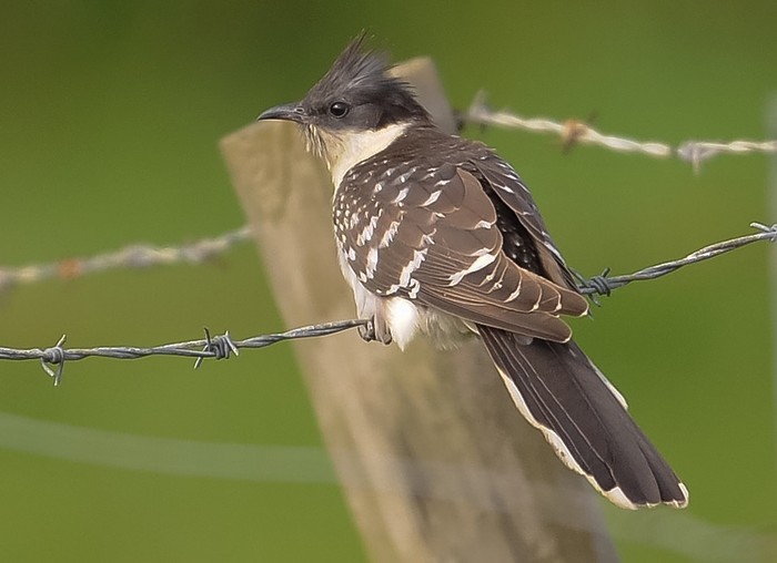 Great Spotted Cuckoo