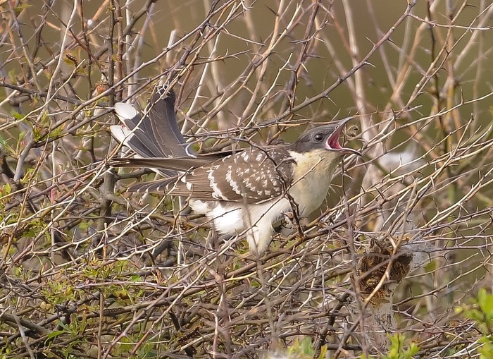 Great Spotted Cuckoo