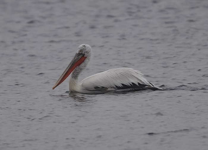 Dalmatian Pelican