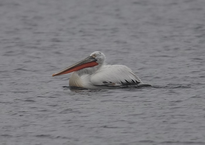 Dalmatian Pelican