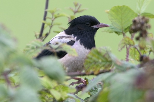 Rose-coloured Starling