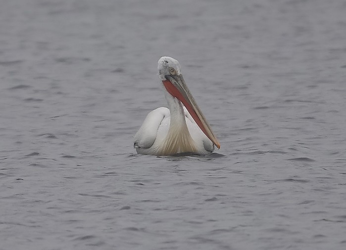 Dalmatian Pelican