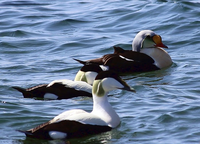 King Eider