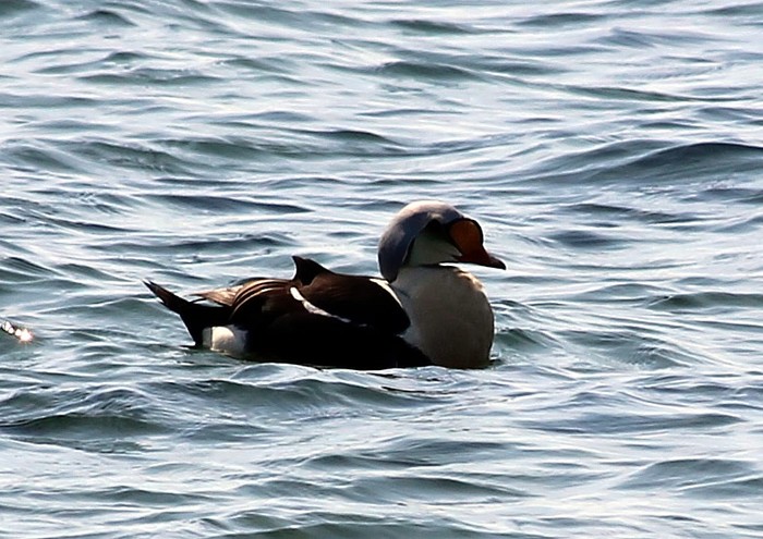 King Eider