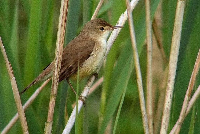 Reed Warbler
