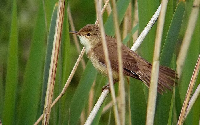 Reed Warbler