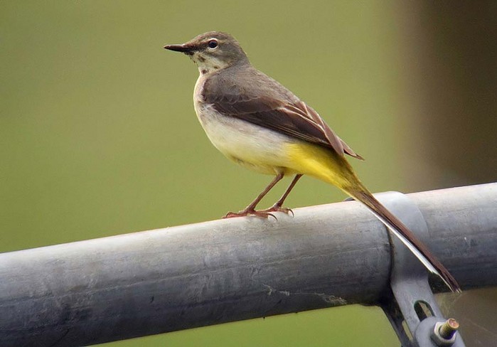 Grey Wagtail
