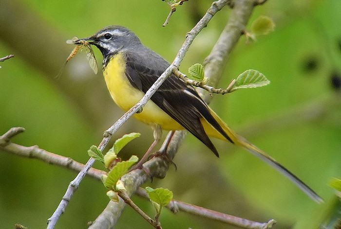Grey Wagtail