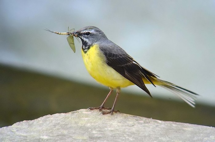 Grey Wagtail