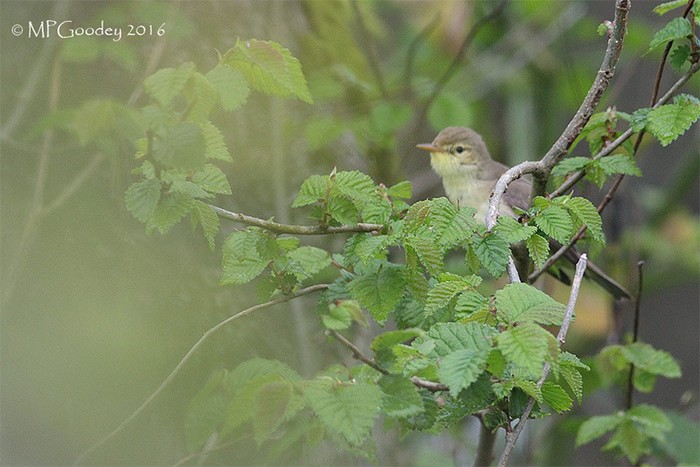 Melodious Warbler