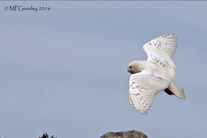 Snowy Owl