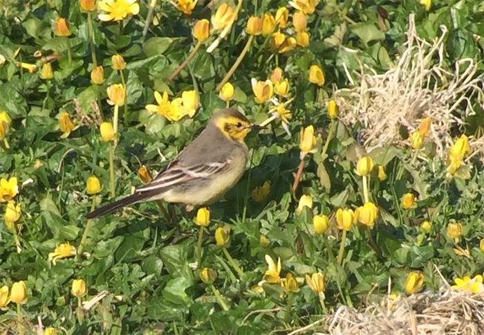 Citrine Wagtail