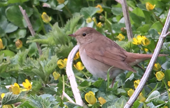 Thrush Nightingale