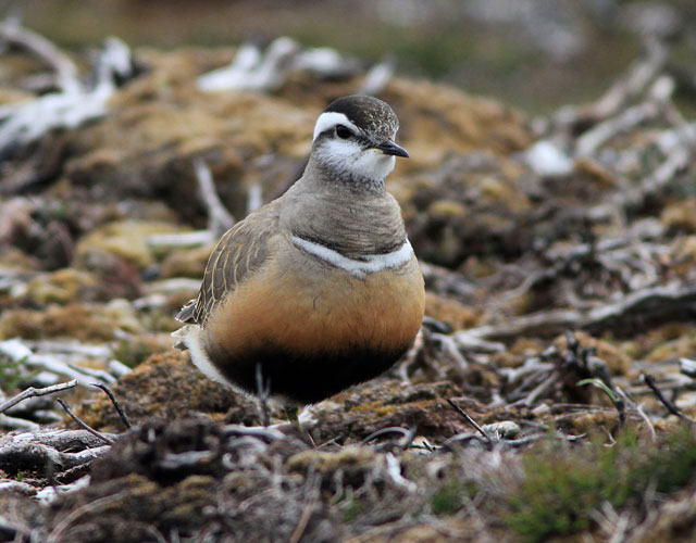 Dotterel