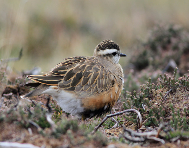 Dotterel