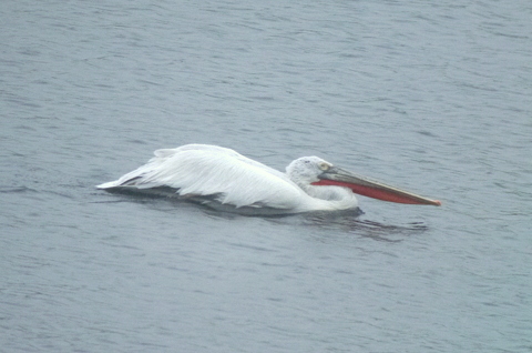 Dalmatian Pelican