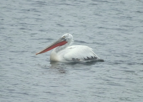 Dalmatian Pelican