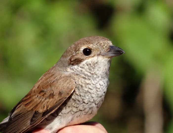 Red-backed Shrike