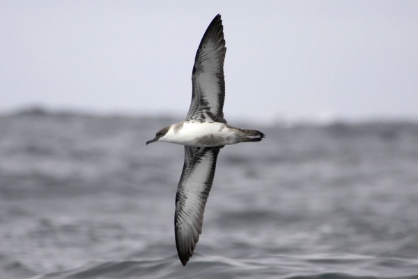 Great Shearwater