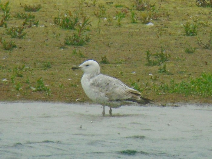 Caspian Gull