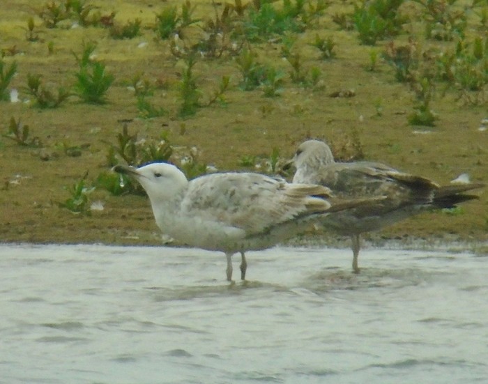 Caspian Gull
