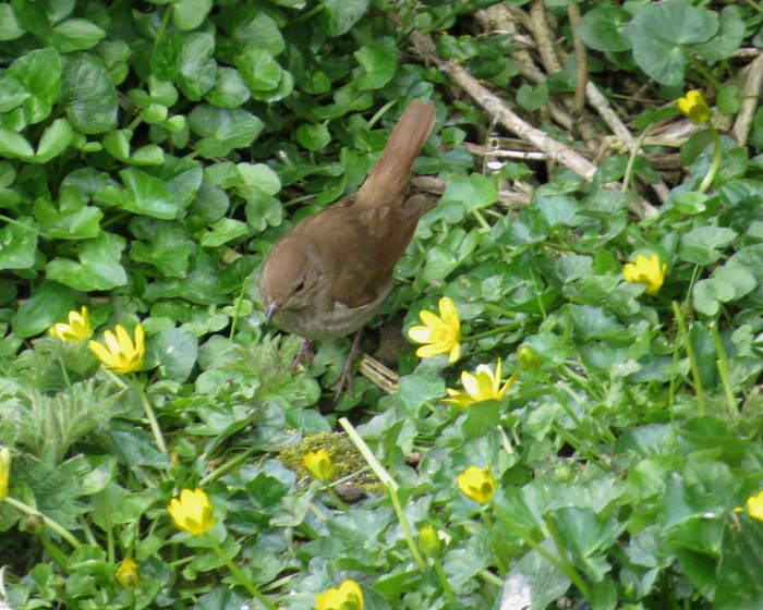 Thrush Nightingale