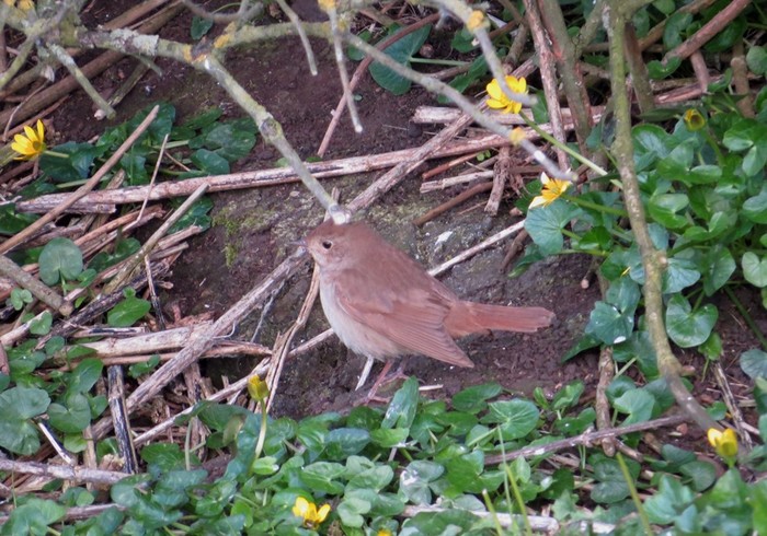 Thrush Nightingale