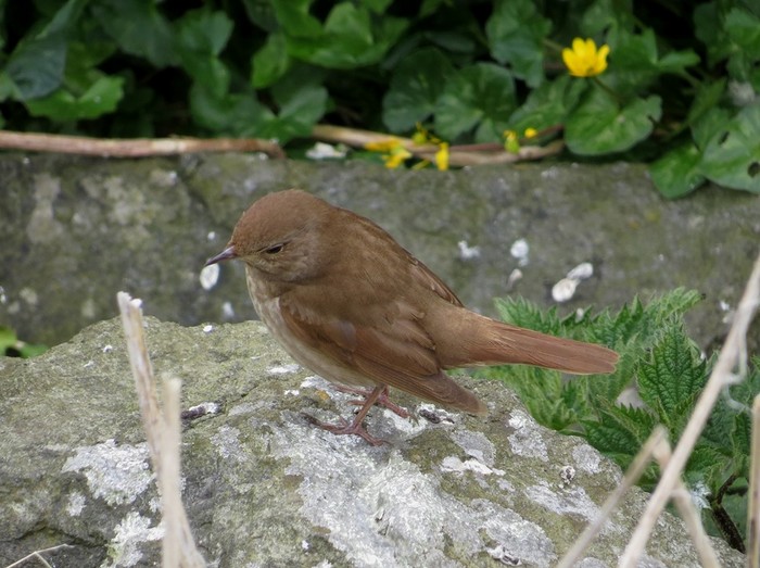 Thrush Nightingale