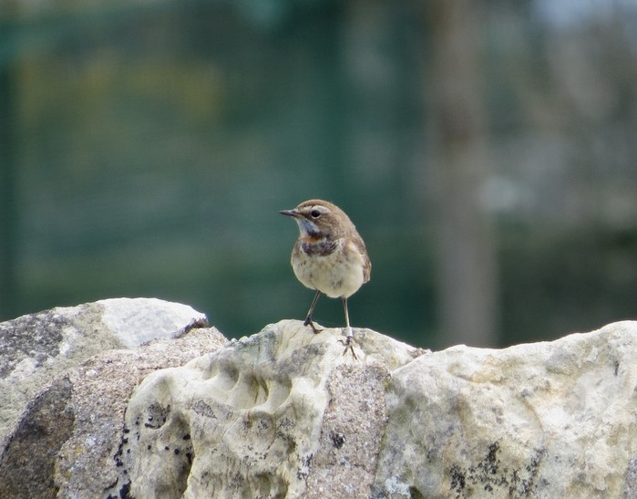Red-spotted Bluethroat