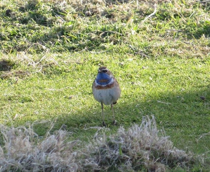 Red-spotted Bluethroat