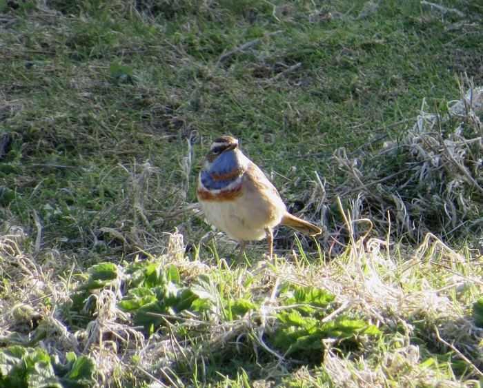 Red-spotted Bluethroat
