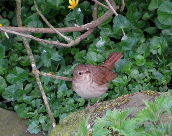 Thrush Nightingale