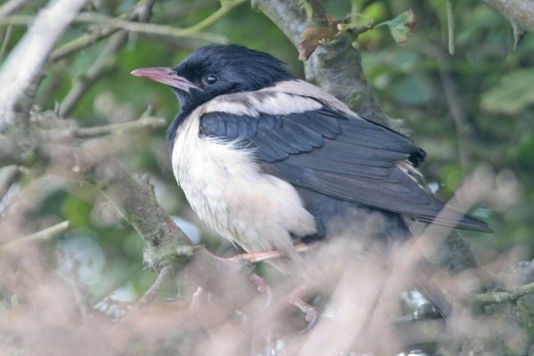 Rose-coloured Starling