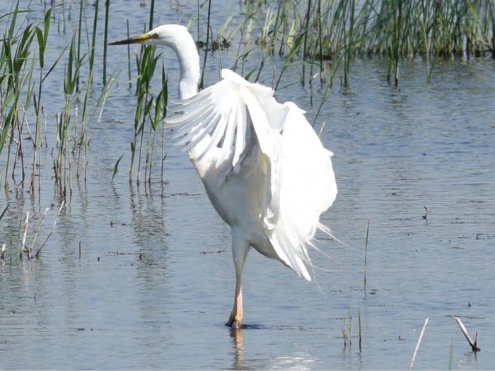 Great White Egret