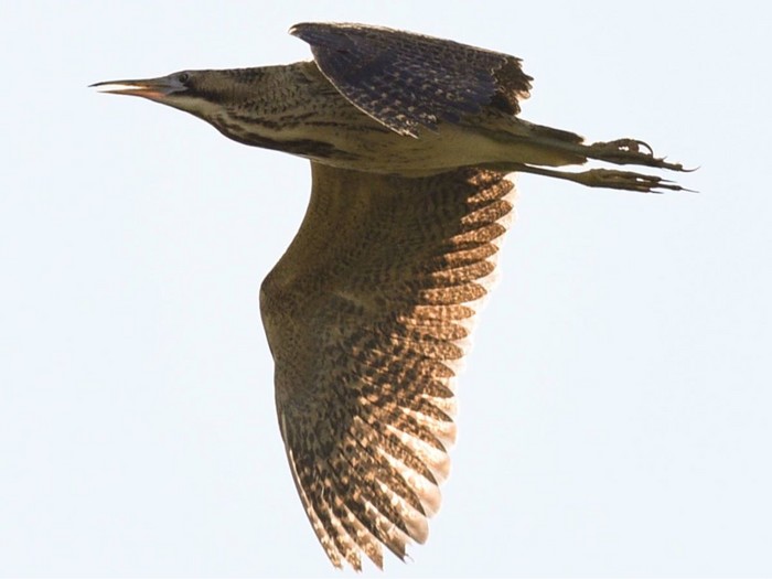 Bittern