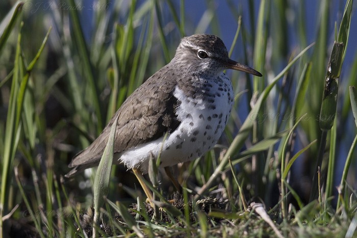 Spotted Sandpiper