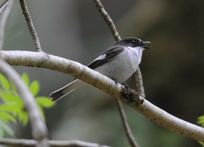 Pied Flycatcher