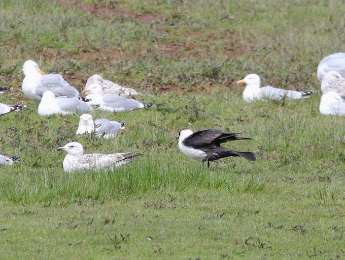 Pomarine Skua