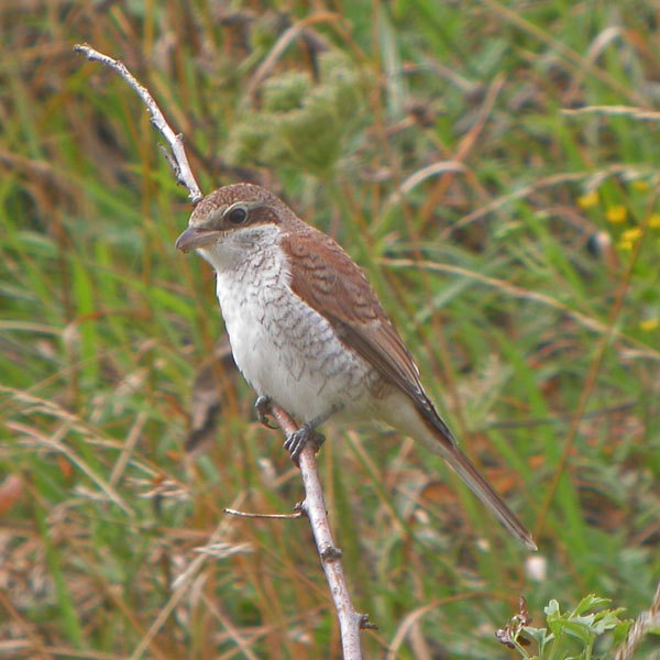 Red-backed Shrike