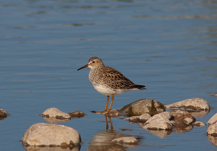 Pectoral Sandpiper