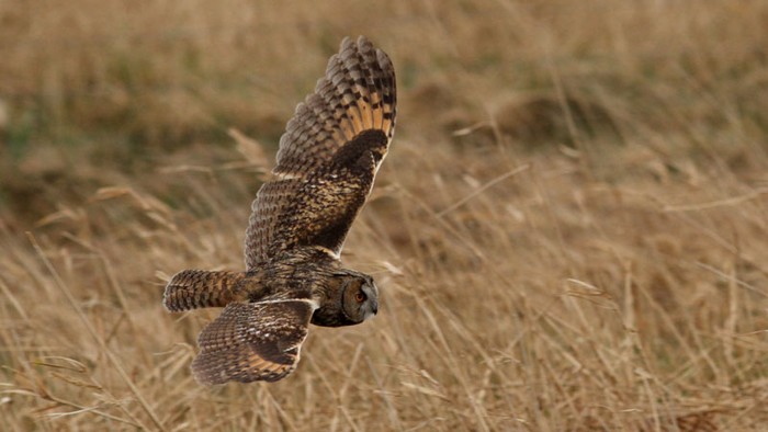 Long-eared Owl
