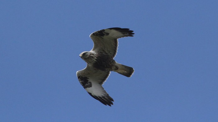 Rough-legged Buzzard