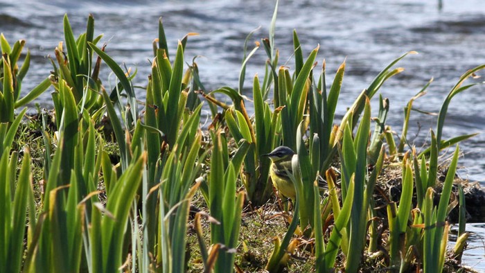 Yellow Wagtail 