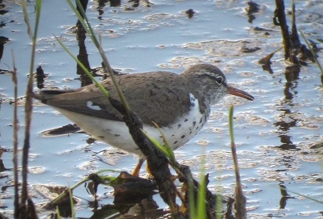 Spotted Sandpiper